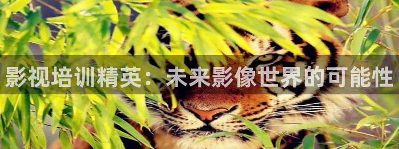 99视频九九精品视频在线观看：影视培训精英：未来影像世界的可能性