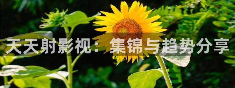 99视频15精品视频在线观看：天天射影视：集锦与趋势分享